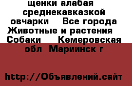 щенки алабая ( среднекавказкой овчарки) - Все города Животные и растения » Собаки   . Кемеровская обл.,Мариинск г.